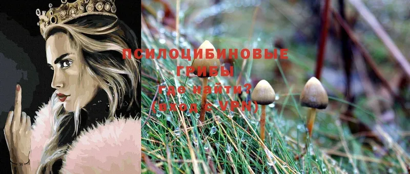 Галлюциногенные грибы Psilocybe  что такое наркотик  Нолинск 